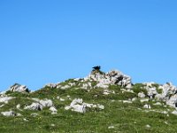 015 und auch die Raben